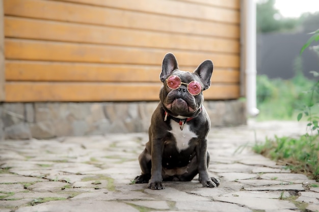 Blue French bulldog Cute dog Dressed puppy