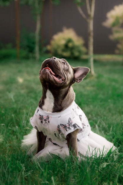 Blue French bulldog Cute dog Dressed puppy