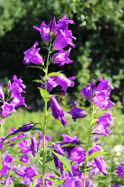 Blue garden bells on a sunny day