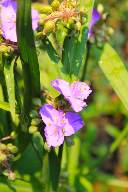 Blue Garden Tradescantia