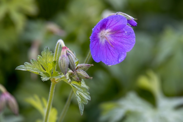 Blue Geranium pratense growing in a garden in Candide Italy