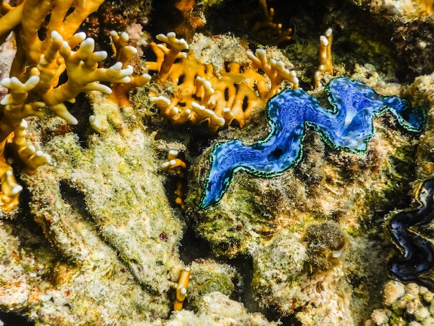 Blue giant clam shell in the red sea