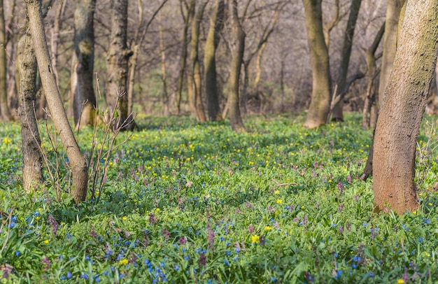 Blue gloryofthesnow flowers