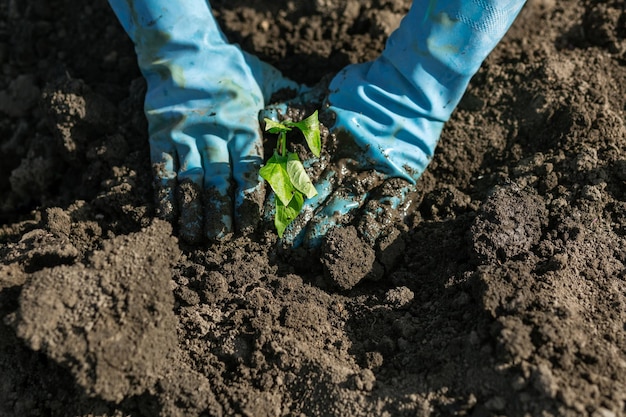 In blue gloves he plants seedlings of pepper Vegetable garden agriculture rural business