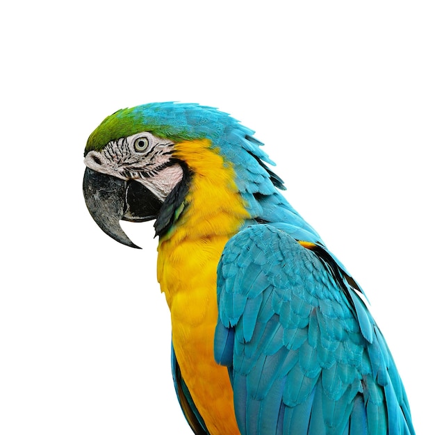 Blue and Gold Macaw