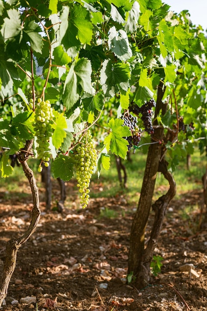 Blue grape variety for making wine on the bush Southern Italy vineyards in the mountains Agriculture craft production farm family business