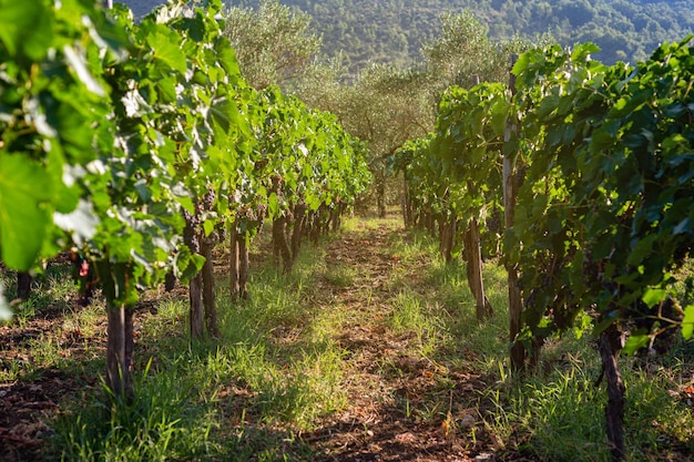 Blue grape variety for making wine on the bush Southern Italy vineyards in the mountains Agriculture craft production farm family business