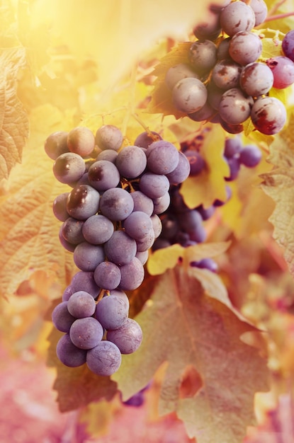 Blue grapes on vine