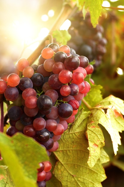 Blue grapes on vine