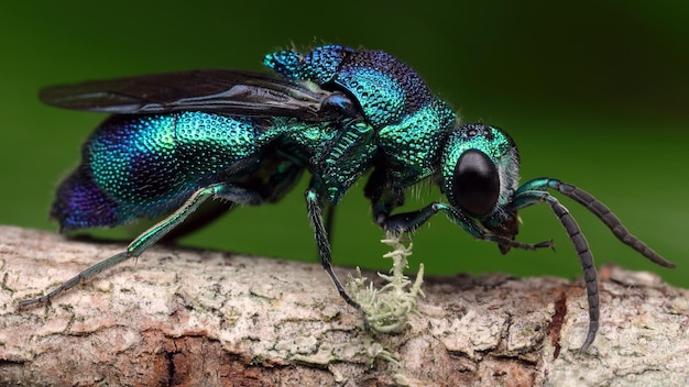 A blue-green wasp sits on a tree.