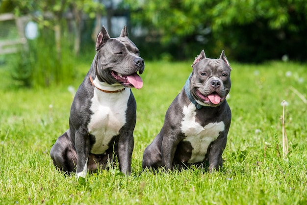 Blue hair American Staffordshire Terrier and American Bully dogs