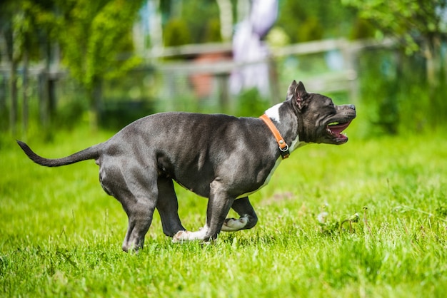 Blue hair american staffordshire terrier dog moving