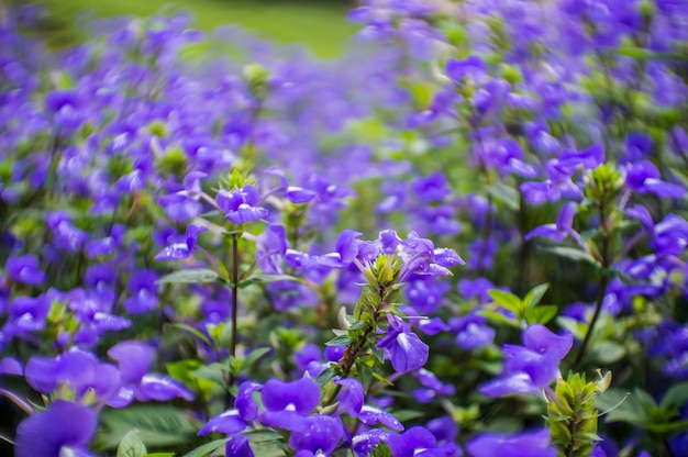 Blue Hawaii flowers plant for background.