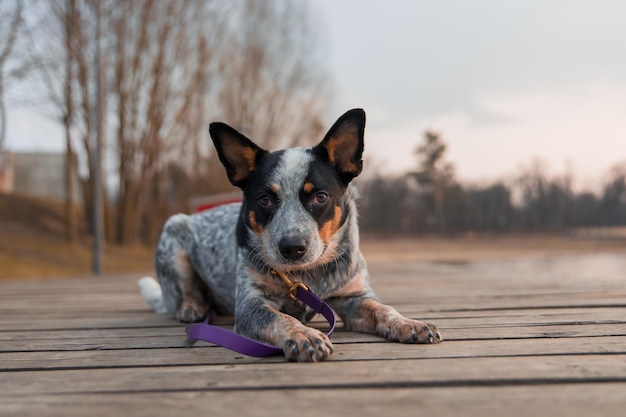 Blue heeler dog on the dock Australian Cattle dog breed sitting outdoor