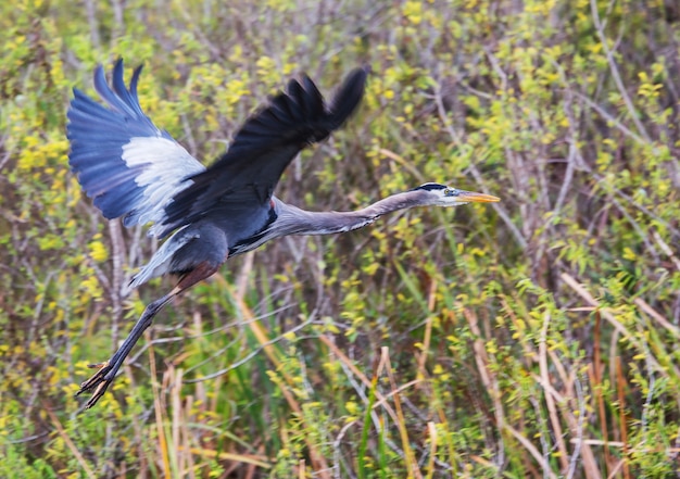 Blue heron in Everglades NP,Florida