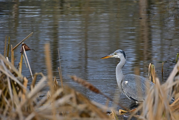 blue heron in flight