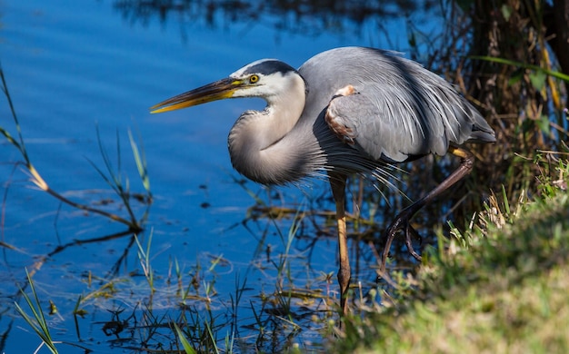 Blue heron