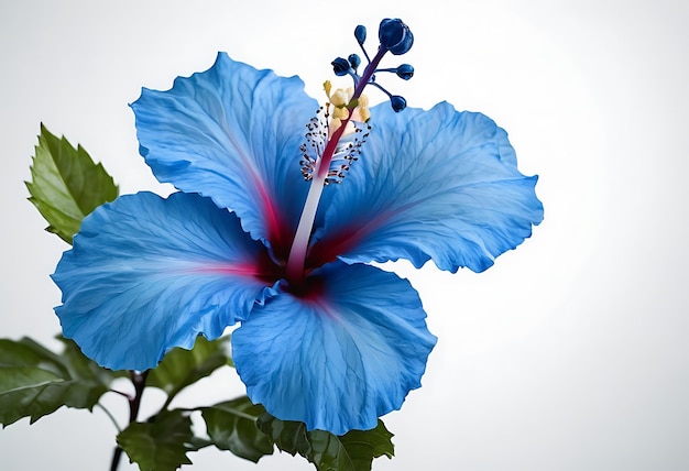 a blue hibiscus flower with a red stamen