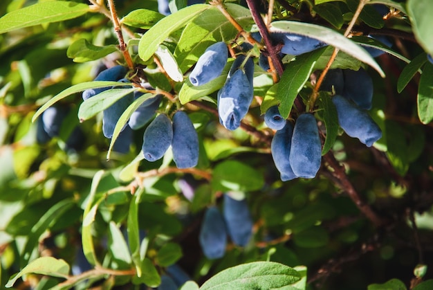 Blue honeysuckle Haskap berries growing in garden Lonicera caerulea in the sun