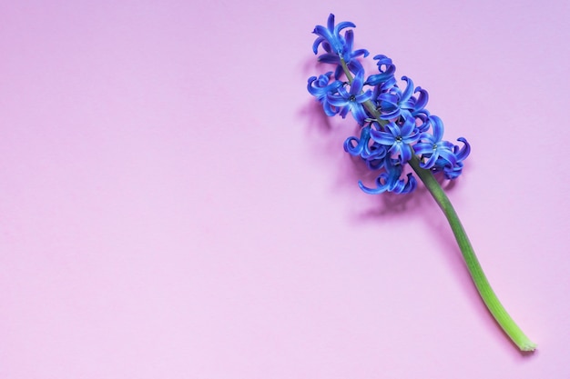 Blue hyacint flower on pastel purple gradient background. Flat lay, top view, copy space