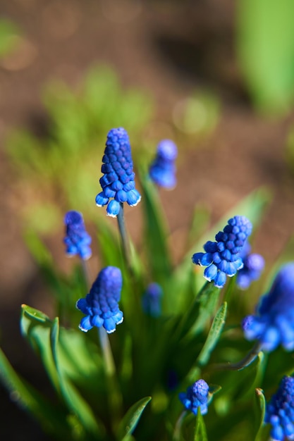 Blue hyacinth flower blossom in the summer garden