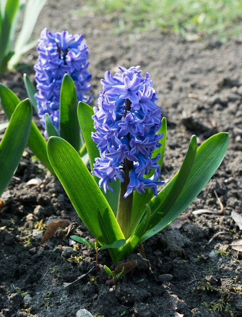 Blue hyacinth flower, hyacinthus or hyacinths flower