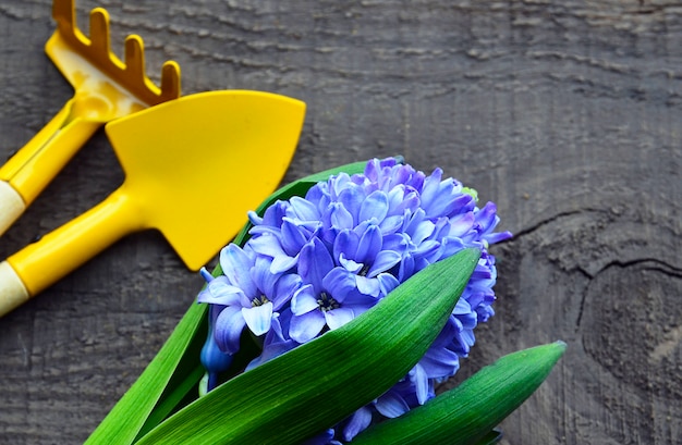 Photo blue hyacinth and gardening tools on old wooden table.hyacinth spring flower.spring gardening concept.selective focus.