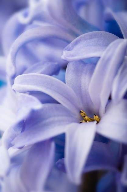 Blue hyacinth