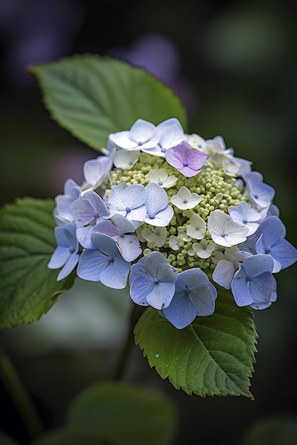 A blue hydrangea flower with green leaves and a green leaf.