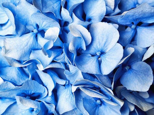 Blue hydrangea flowers background Top view