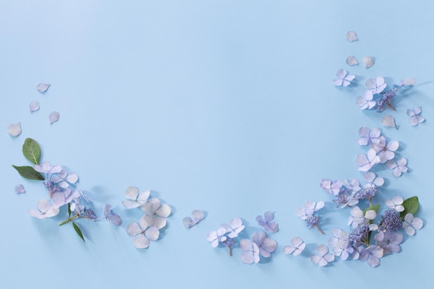 Blue hydrangea flowers on blue background