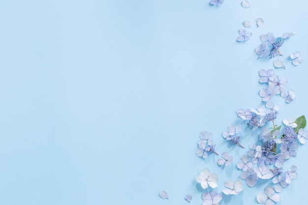 Blue hydrangea flowers on blue background