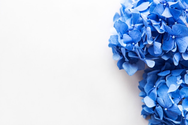 Blue hydrangea flowers