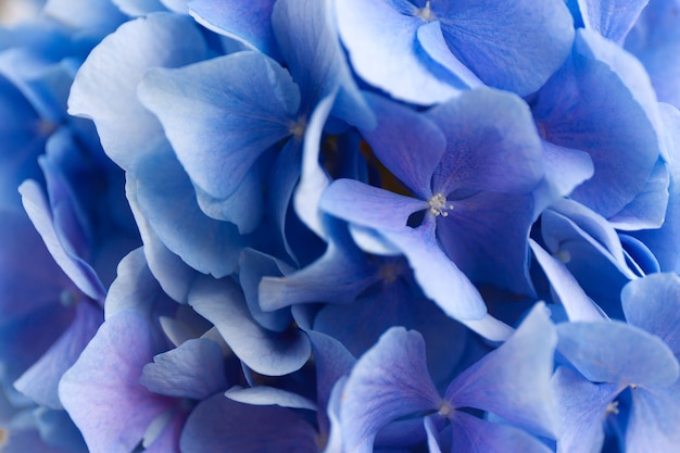 Blue Hydrangea. Hortensia flowers surface.