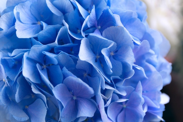 Blue Hydrangea. Hortensia flowers surface.