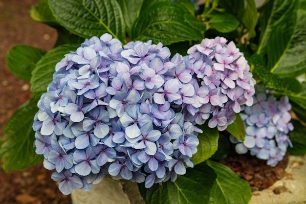 Blue Hydrangea macrophylla flower