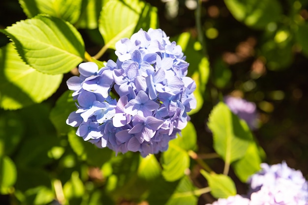 Blue hydrangea macrophylla or hortensia shrub in full bloom in a flower pot with fresh green leaves in the background in a garden in a sunny summer day