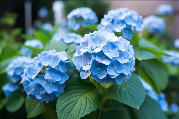 Blue hydrangea macrophylla is a genus of flowering plants in the family Hydrangeaceae