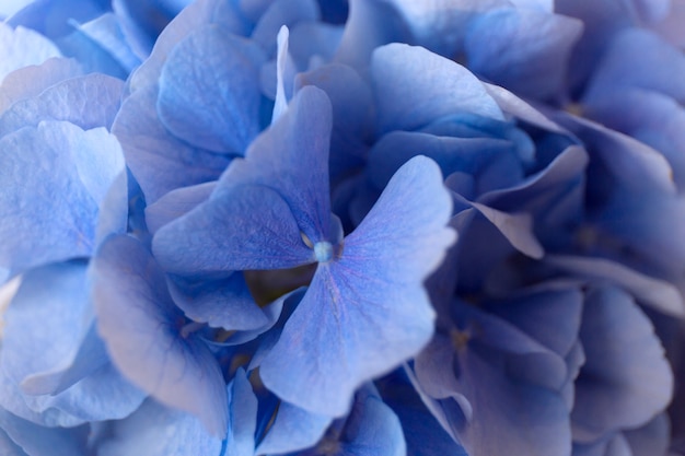 Blue Hydrangea