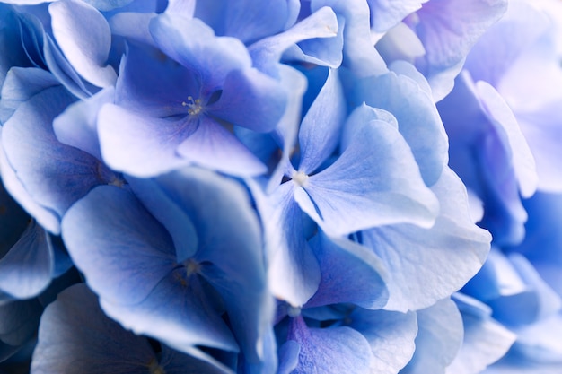 Blue Hydrangea