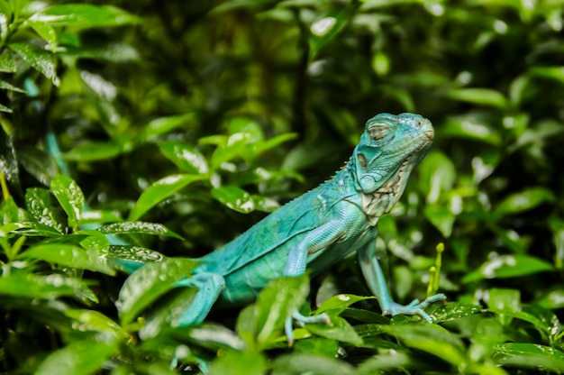 Photo blue iguana baby