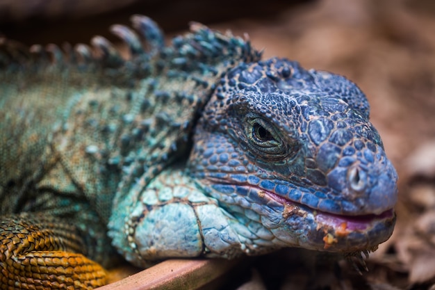 The blue iguana close up detail