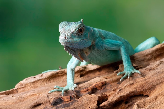 Blue Iguana closeup on branch Blue Iguana Grand Cayman Blue on wood with natural background