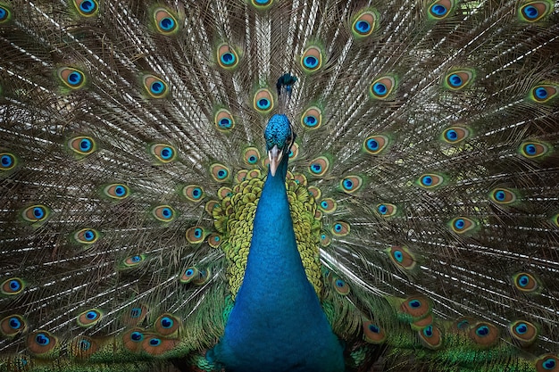 Blue indian peacock with beautiful feather