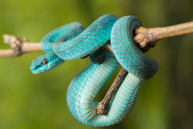 Blue Insularis snake (Trimeresurus Insularis) White-lipped Island Pit Viper hanging on a branch