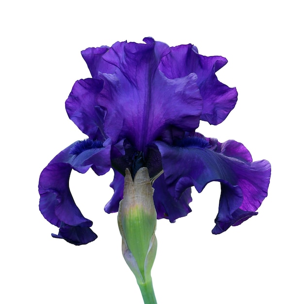 Blue iris closeup isolated flower on white background