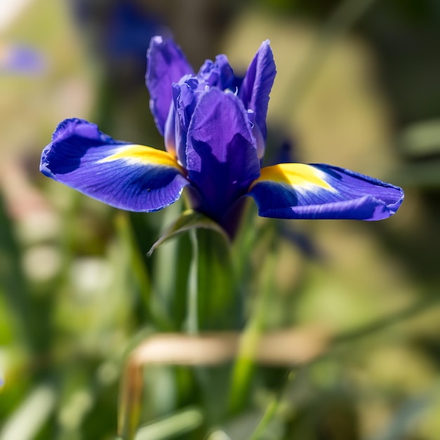 Blue Iris flower blooming in springtime in Charlestown Cornwall