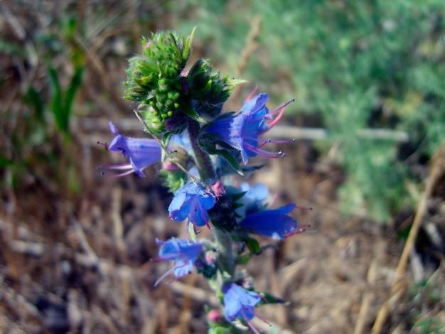 Blue iris flower in green foliage photo