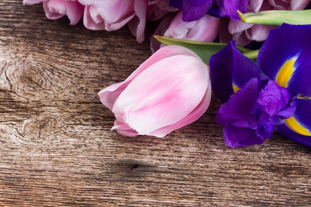 Blue irises and pik tulips