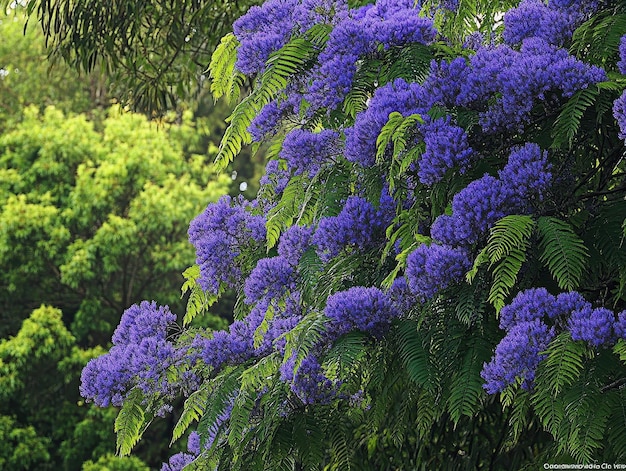 Photo blue jacaranda jacaranda mimosifolia tree with purpleblue flowers and fernlike leaves